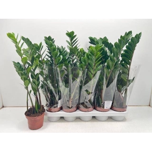 ZAMIO ZAMIIFOLIA