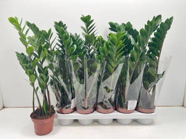 <h4>ZAMIO ZAMIIFOLIA</h4>