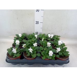 Viola corn. 'Evo Mini White'