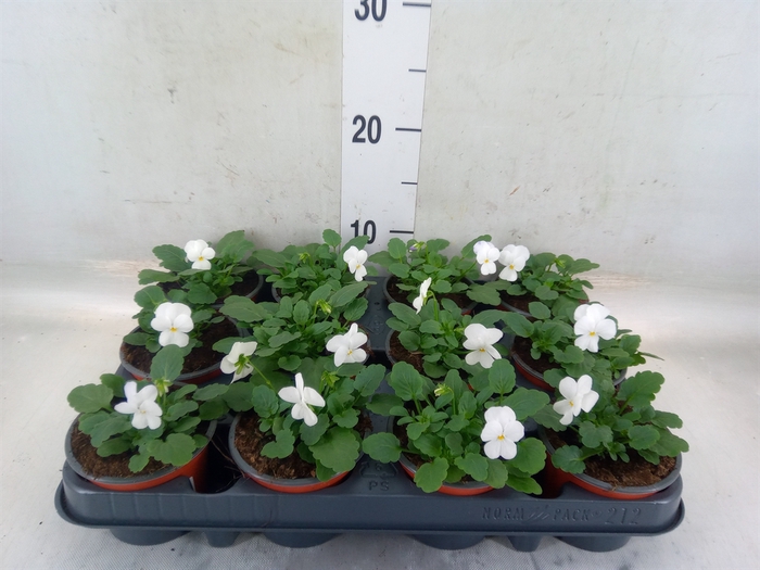 <h4>Viola corn. 'Evo Mini White'</h4>