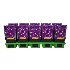 Delphinium Aurora Deep