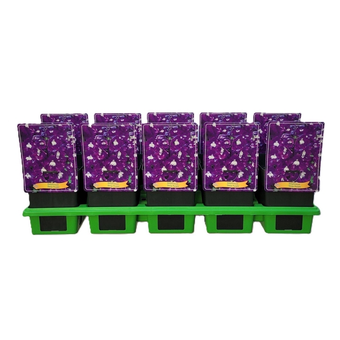 <h4>Delphinium Aurora Deep</h4>