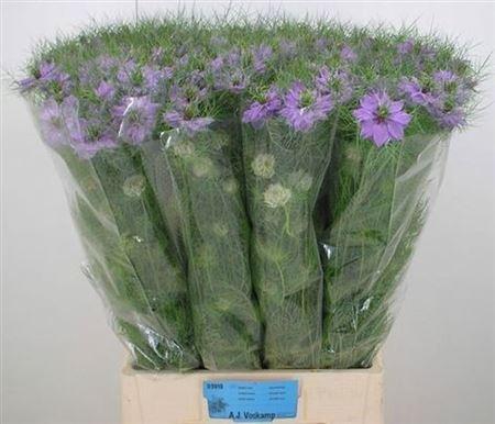 <h4>Nige D Bubble Gum</h4>