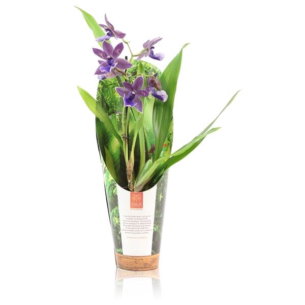 <h4>Inca Zygopetalum Impasto Blue 1 spike 9cm in luxury jungle cover</h4>