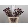 Hibis Tr Merlot