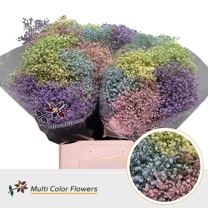 <h4>Gyps Fijn Pastel Mix</h4>