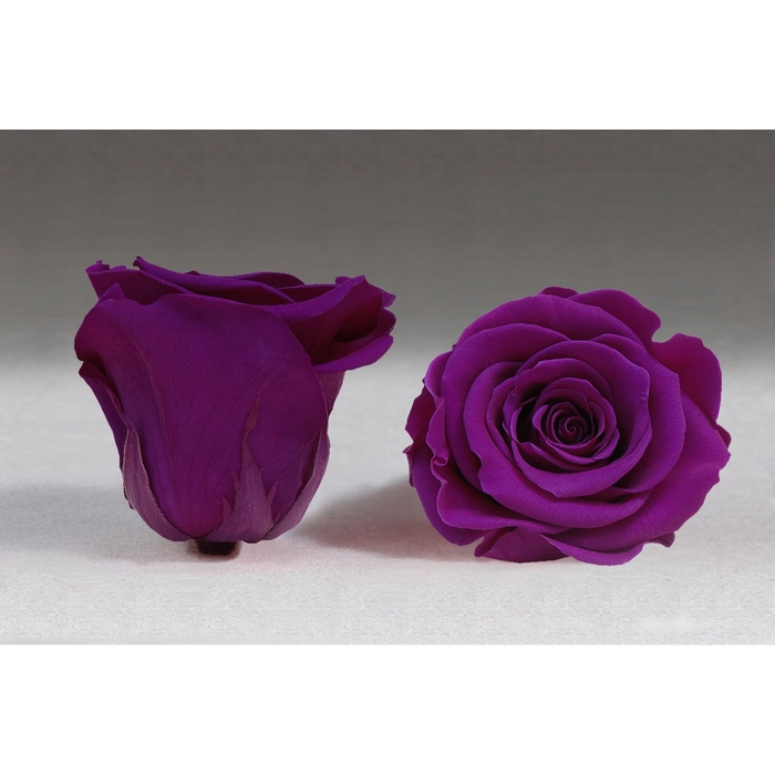 <h4>Rose stab. XL Pur-02</h4>