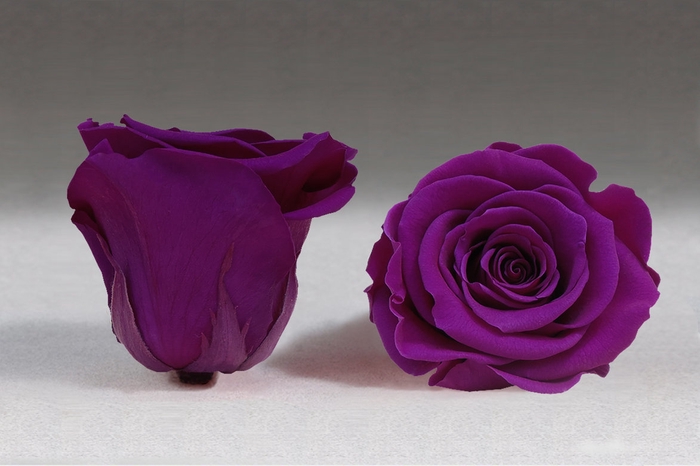 <h4>Rose stab. XL Pur-02</h4>