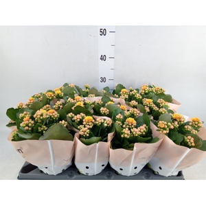 Kalanchoe blos.   ..rosebud