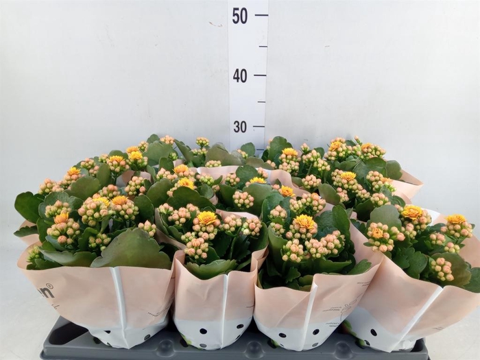 <h4>Kalanchoe blos. ..rosebud</h4>