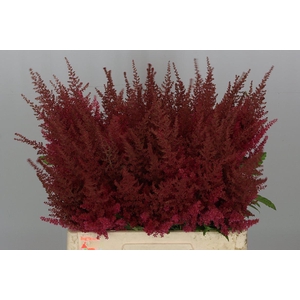 Astil Ar Else Schluc