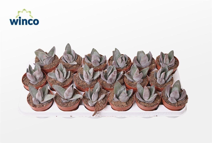 Crassula Garnet Lotus