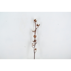 DF Katoen Gossypium  7 Bol Selected