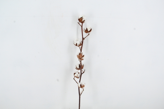 <h4>DF Katoen Gossypium  7 Bol Selected</h4>