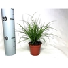 Carex brunnea