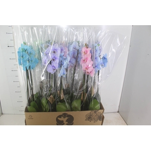 PHALAENOPSIS MULTICOLOR P12 2 HT