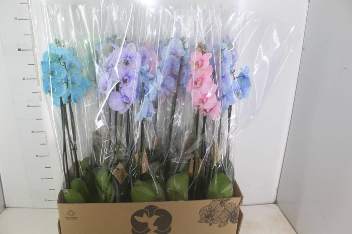 <h4>PHALAENOPSIS MULTICOLOR P12 2 HT</h4>