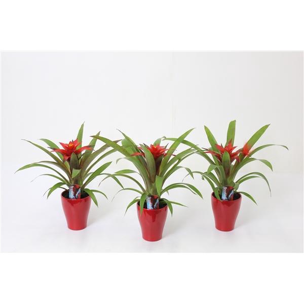 <h4>Guzmania 'Blitz'</h4>