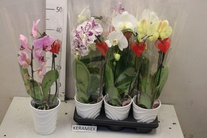 <h4>ARR PHAL 1 TAK</h4>