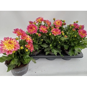 DAHL HYP TROPIC BREE