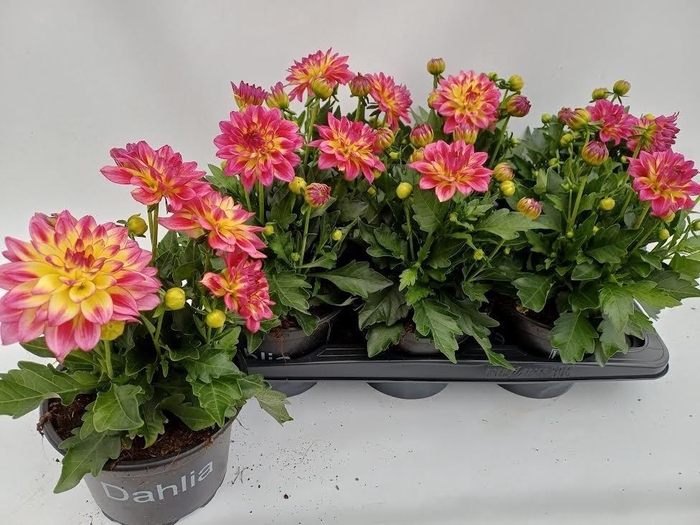 <h4>DAHL HYP TROPIC BREE</h4>