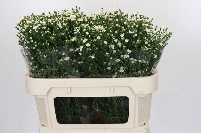 <h4>Aster Paquita</h4>