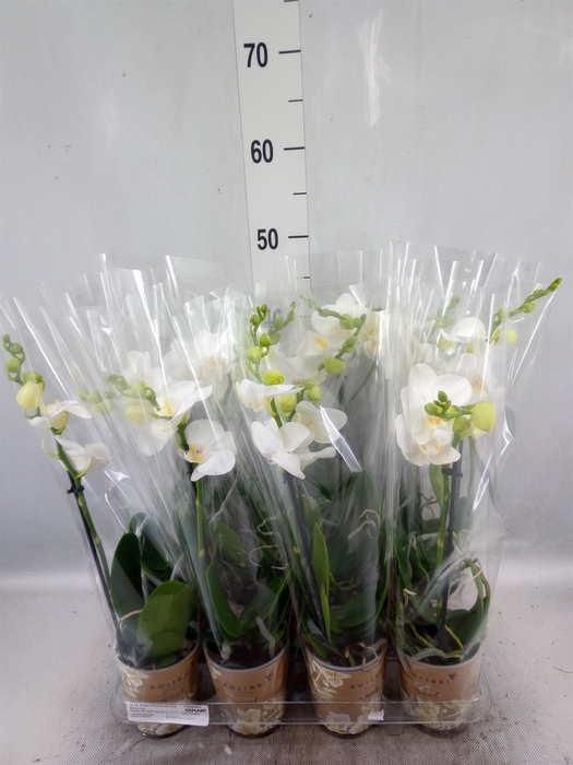 <h4>Phalaenopsis multi.   ...white</h4>