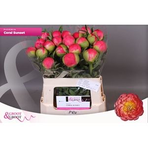 Paeonia coral sunset