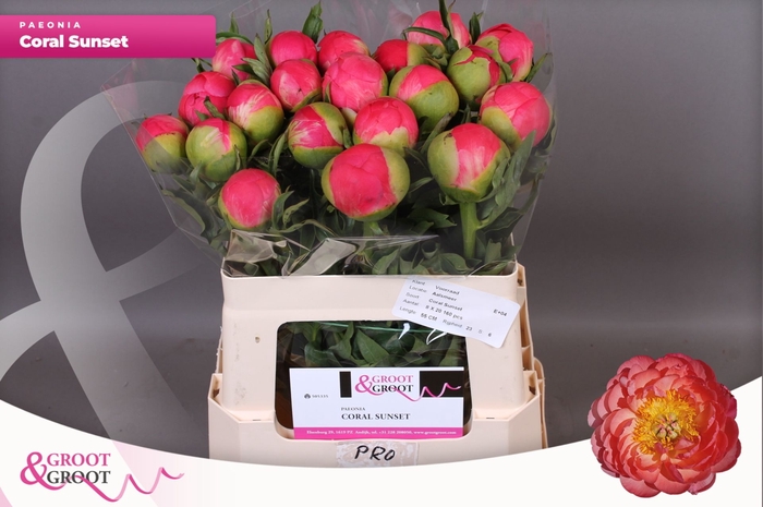 <h4>Paeonia coral sunset</h4>