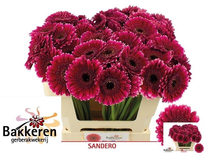<h4>Ge Mi Sandero</h4>