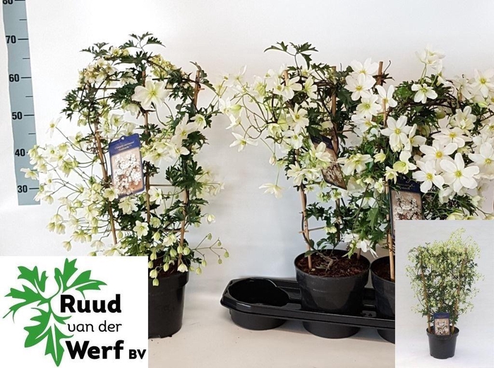 <h4>CLEM AVALANCHE</h4>