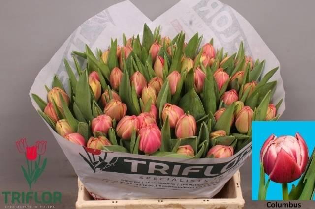 <h4>TU GEF COLUMBUS</h4>