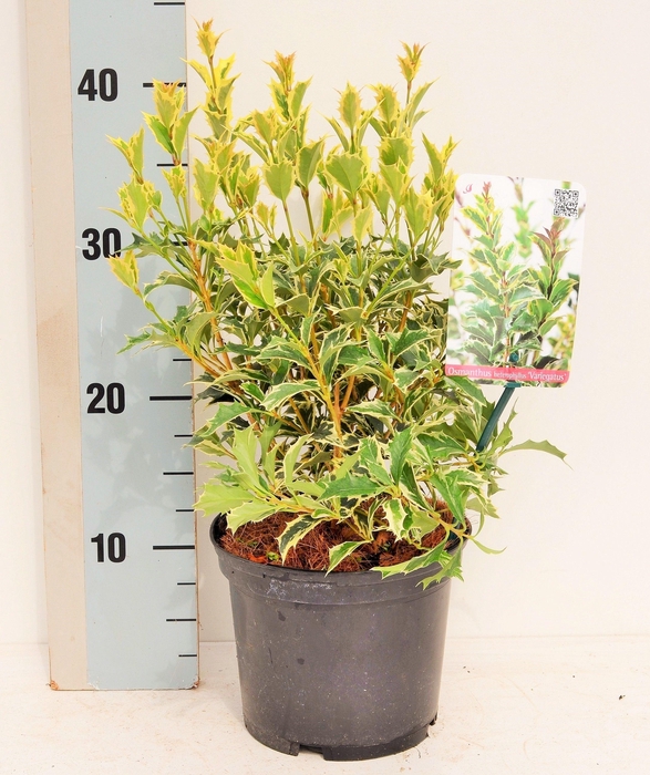 <h4>Osmanthus heterophyllus 'Variegatus'</h4>