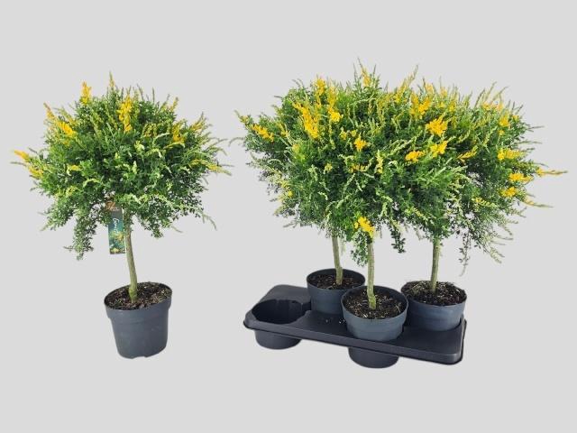 <h4>GENISTA X SP</h4>