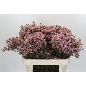 Chamelaucium Jupiter Solar