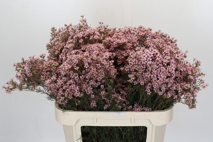 <h4>Chamelaucium Jupiter Solar</h4>