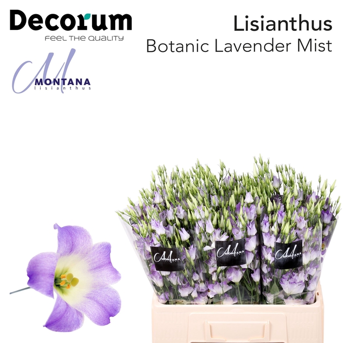 <h4>Lisianthus Botanic lavender mist 60cm</h4>
