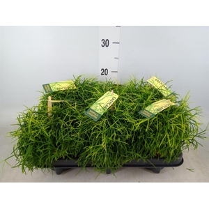 Rhipsalis baccifera 'Oasis'