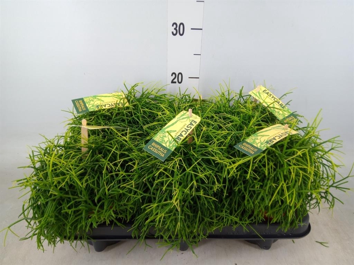 <h4>Rhipsalis baccifera 'Oasis'</h4>
