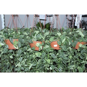 SCINDAPSUS ARGYRAEUS C21 MIN 50 CM PENDENTE