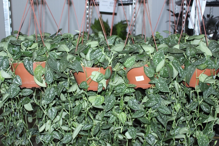 <h4>SCINDAPSUS ARGYRAEUS C21 MIN 50 CM PENDENTE</h4>