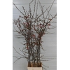 Chaenomeles Jap Salmon Pink 180 200cm P Stem X10