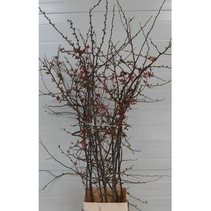 Chaenomeles Jap Salmon Pink 180 200 P Stem X10