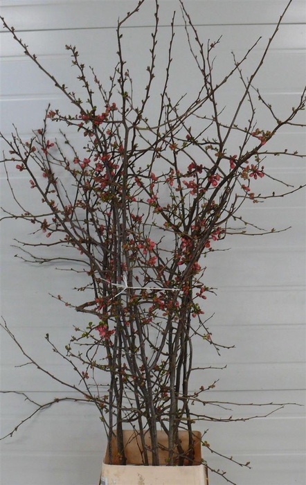 <h4>Chaenomeles Jap Salmon Pink 180 200cm P Stem X10</h4>