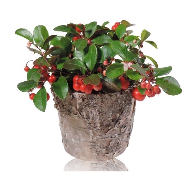 <h4>Gaultheria Big Berry in berkenpot</h4>