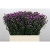 Aster Baby Pink