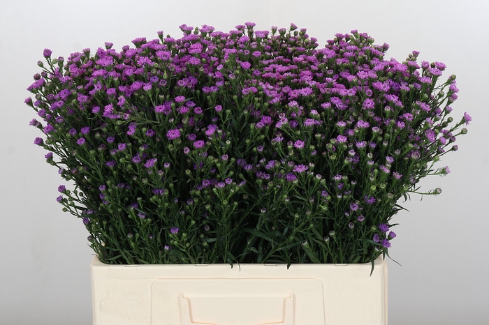 Aster Baby Pink