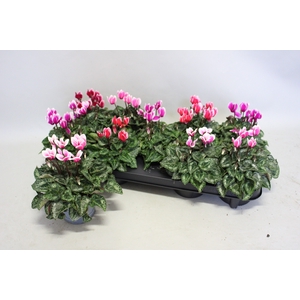 Cyclamen Super Serie Fuji mix