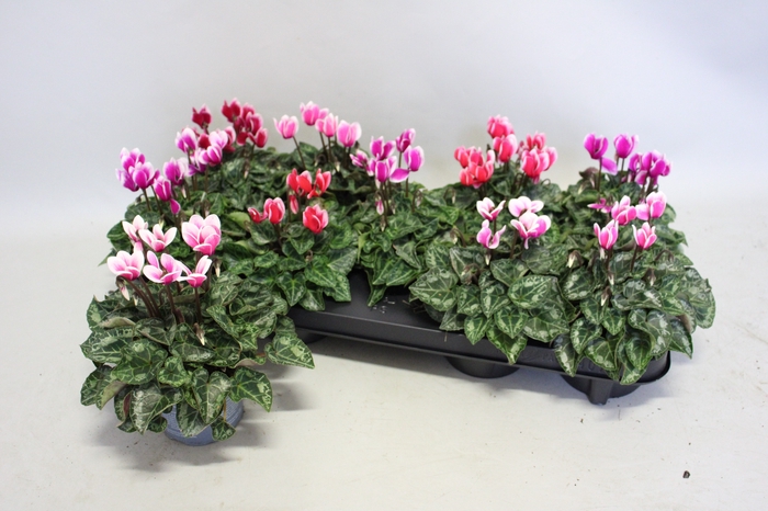 <h4>Cyclamen Super Serie Fuji mix</h4>