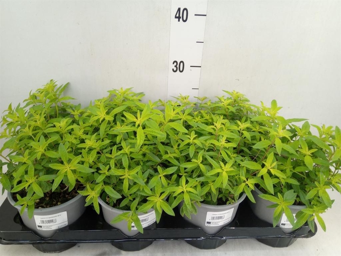 <h4>Tuinkruiden   ...</h4>